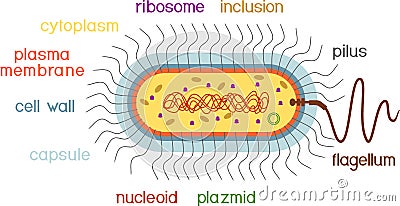 Bacterial cell structure. Prokaryotic cell with nucleoid Vector Illustration